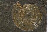 Fossil Ammonite (Dactylioceras) Cluster - Posidonia Shale, Germany #305710-1